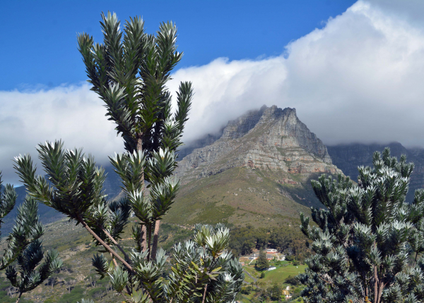 Südafrika: Hotspot Tafelberg